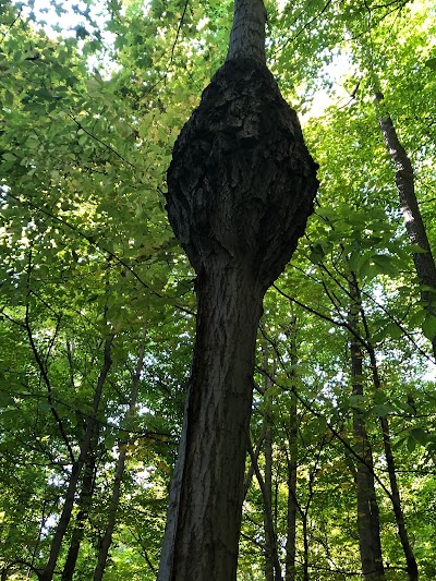 Macyville Woods Nature Preserve