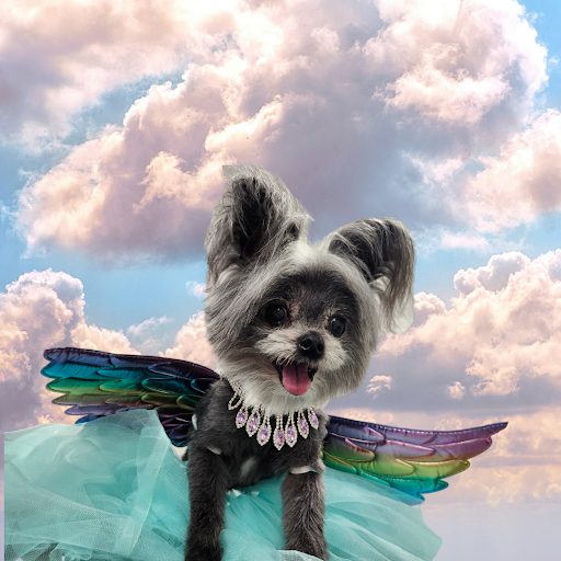 Hazel Anne’s Pooch Boutique - Thumbnail