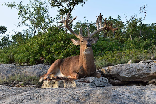 Racks and Tracks Taxidermy Gallery - United States