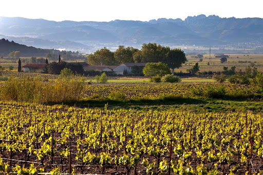 Photo de Domaine Ameillaud