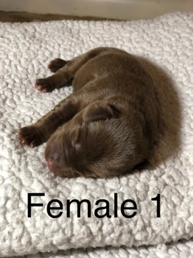 Ruggles Rainbow Labs - Thumbnail