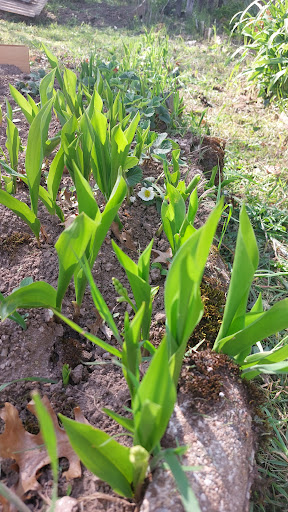 Eco-jardin de la Labardie - Thumbnail