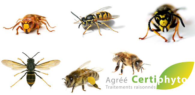 Numéro de téléphone de Sos Insectes
