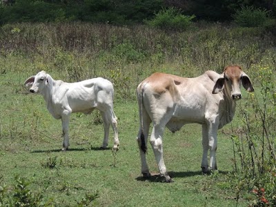 Photos of Reserva Natural Padre Ramos