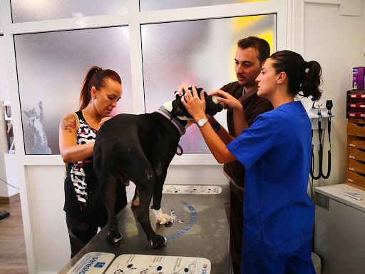 Commeu clínica veterinaria