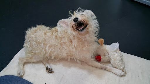 Fetch Canine Rehab Gallery - United States