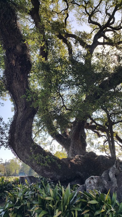 Survivor Oak