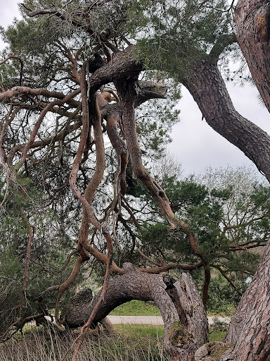 Kraberbaum - Visual