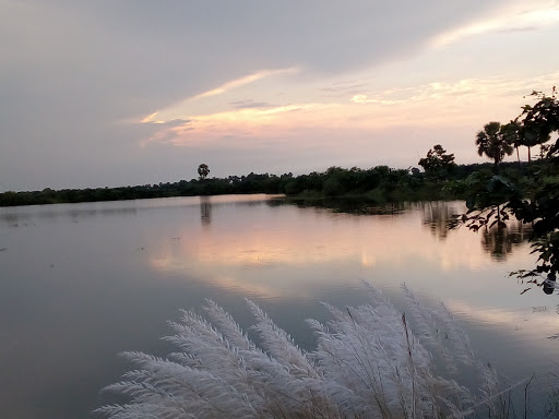 Rapau