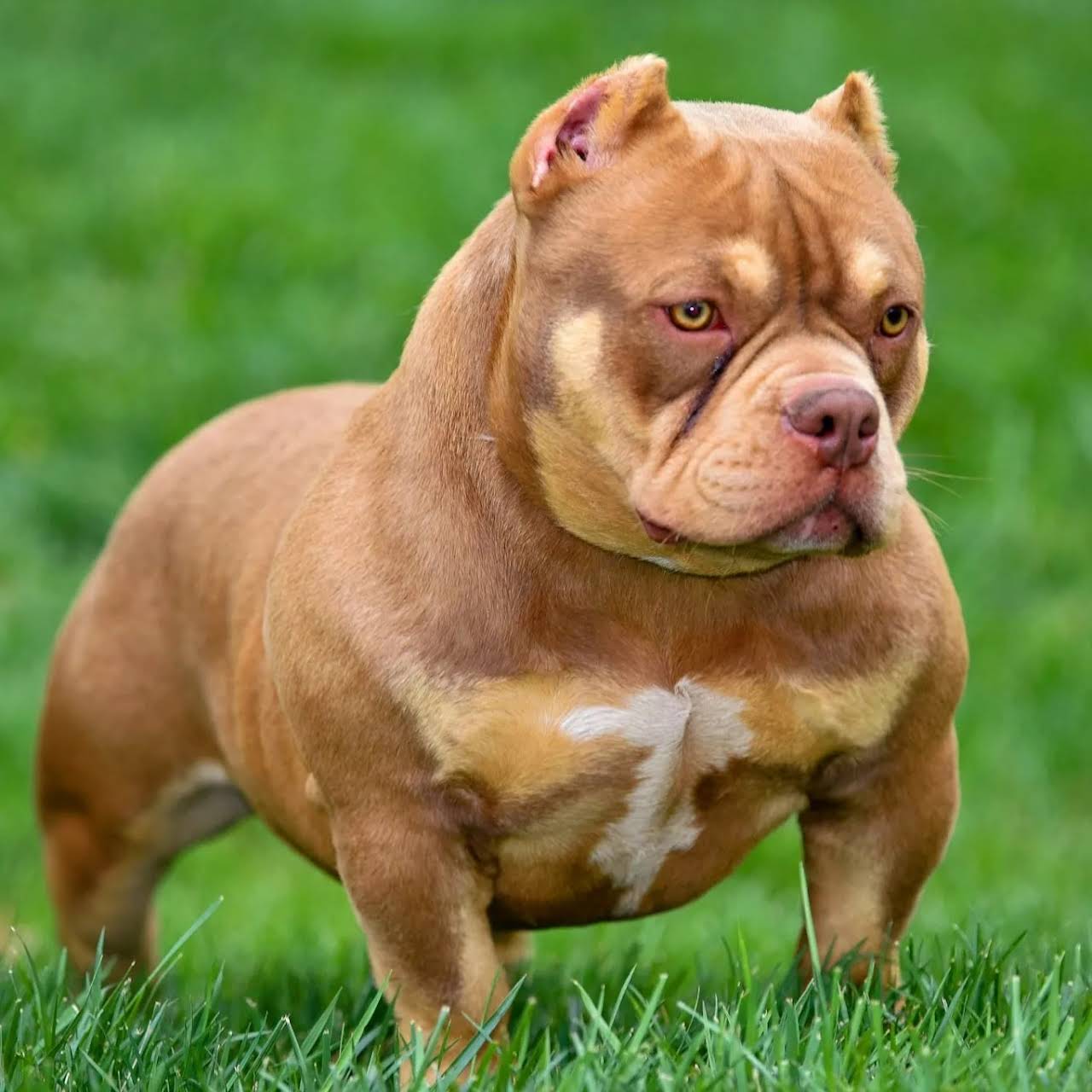 Mckinnie Kennels LLC Dog Breeder in FuquayVarina