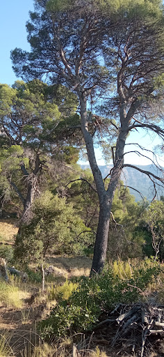 El Madroñal - Thumbnail
