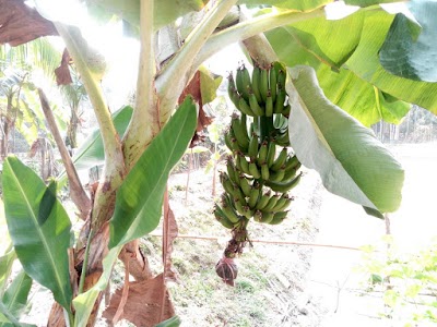 Photos of Sutabaria, Mia Bari Park Farm Houae