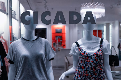 Cicada - Visual