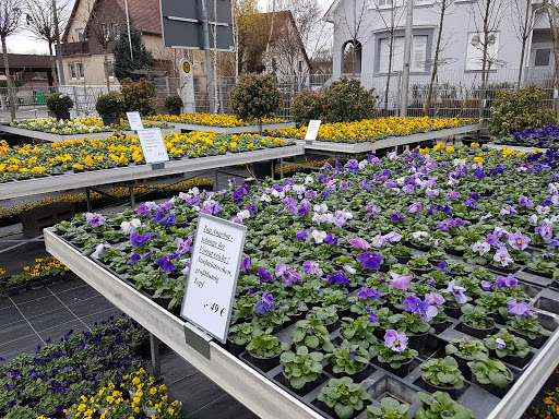 Blumen Hachtel - Thumbnail