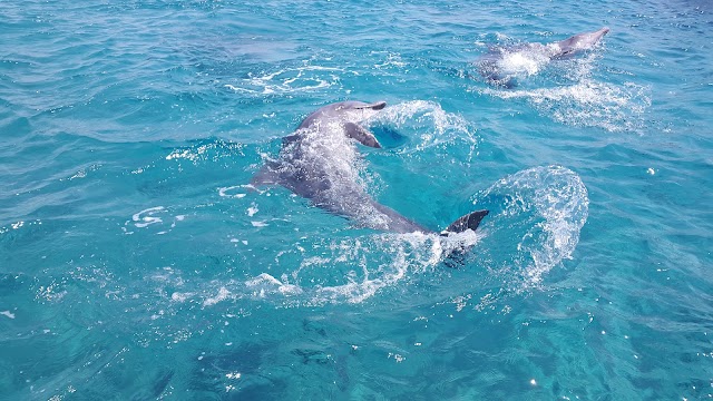 Dolphines Beach