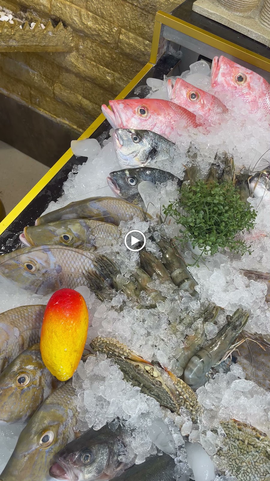 أسماك الشراع - صورة 2