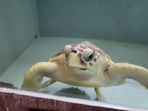 Centro de Recuperacion de Tortugas Marinas - Thumbnail