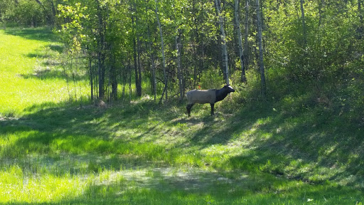Red Deer Fish and Game Association Habitat Land - Thumbnail