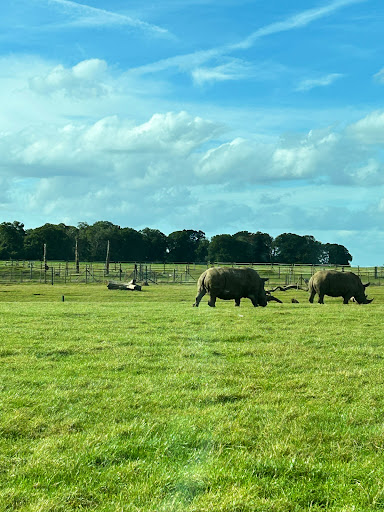 Tiger enclosure- Woburn Safari Park - Thumbnail