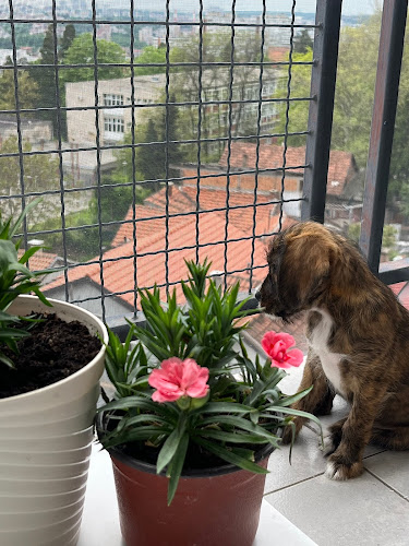 Dr Ljuba Vet