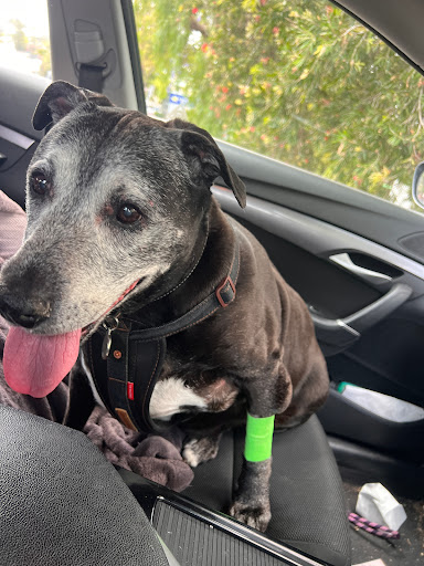 Kiama Veterinary Hospital - Thumbnail