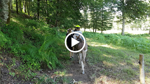 Photo de Les ânes de Vassivière à Peyrat-le-Château (87470)