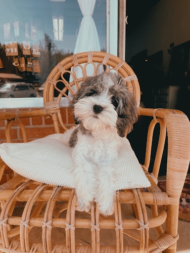 The Southern Pet - Thumbnail