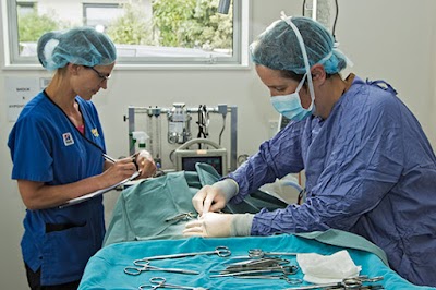 Photos of Petvet Silverstream