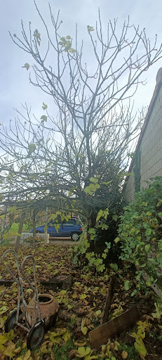 Arbor et vie - Thumbnail