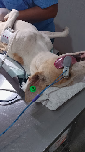 Consultorio veterinario "Danmary'