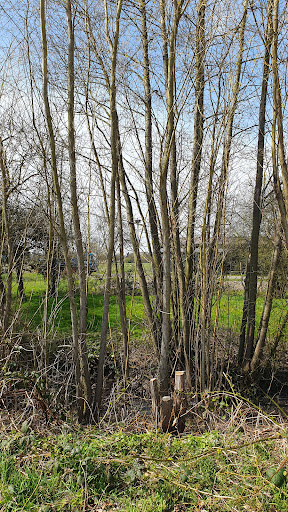 Storchennest 1 Rönne - Thumbnail