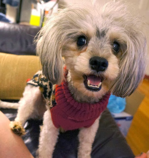 NOBLE CANINE, LLC Gallery - United States