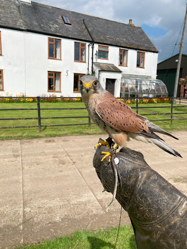 Walks With Hawks Ltd Gallery - United Kingdom