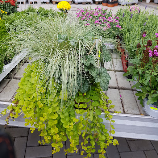 Blumenladen & Bestattungsinstitut Wicki - Thumbnail
