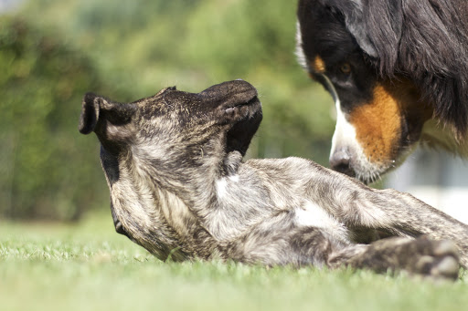 DOG CENTER les Millieres Logo