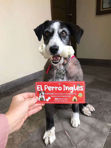 El Perro Inglés - Thumbnail