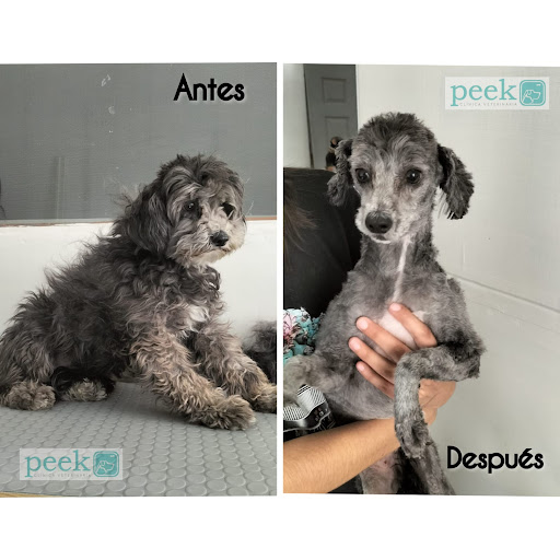 Clínica Veterinaria Peek