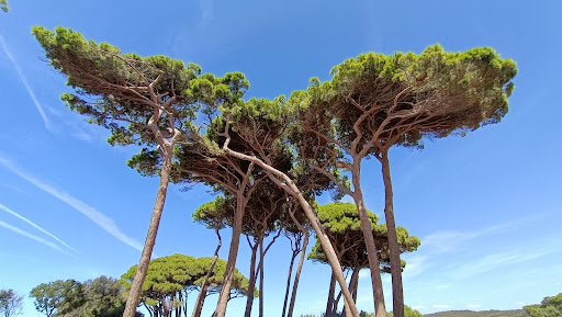 Bibbona - Visual