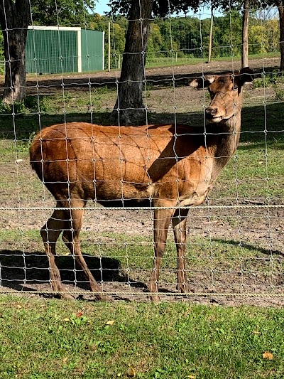 Trowbridge Creek Zoo