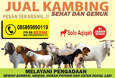 Photos of Solo Aqiqah
