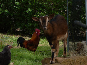 Photo n°5 de Les Jardins du Vernay à Saint-Maurice-de-Satonnay (Ferme bio)