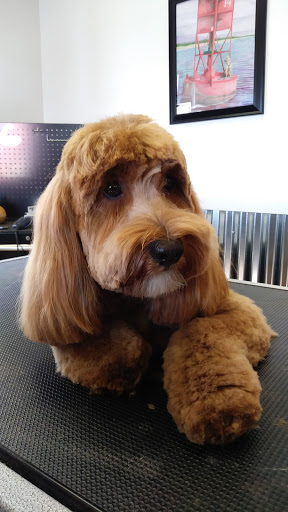 K9 Grooming - Visual