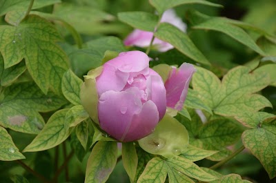 Photos of China National Flower Garden （South Gate）