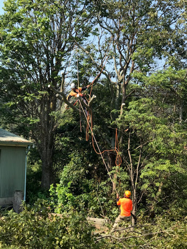 Limb-it-Less Tree Services