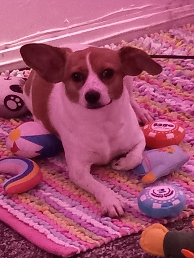 Currituck Animal Services and Control - Thumbnail