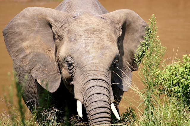 Masai Mara National Reserve