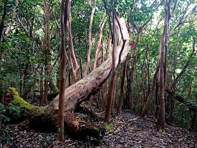 Hanalei National Wildlife Refuge