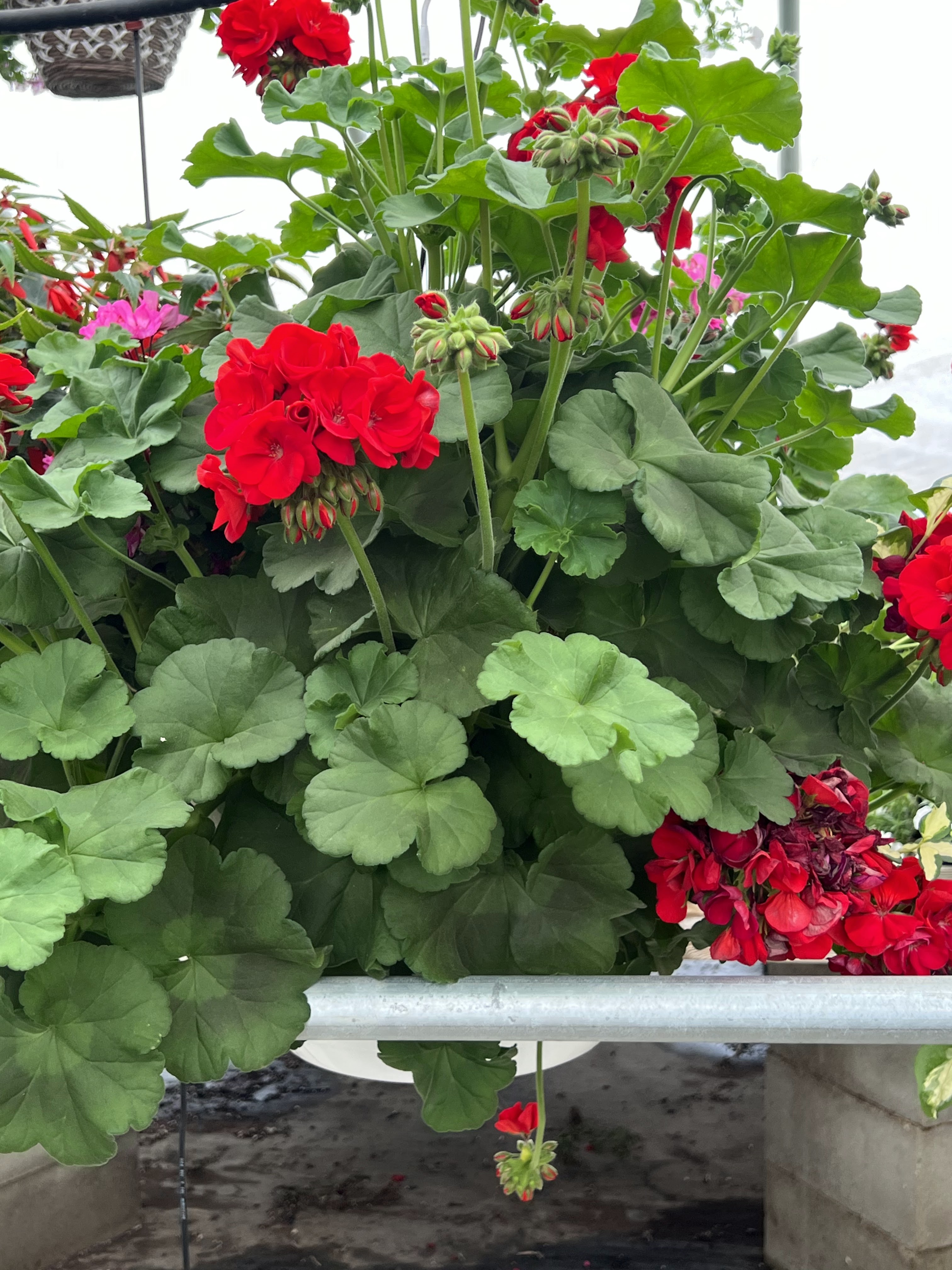 Country Flower Kettle