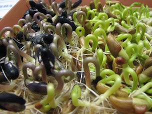 Photo n°5 de Graines Hubert à Lichtenberg (Magasin)