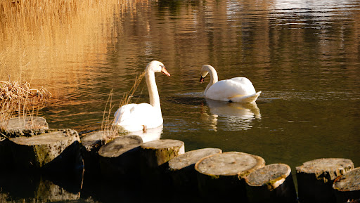 Tierische Begegnung am Haidersee - Thumbnail